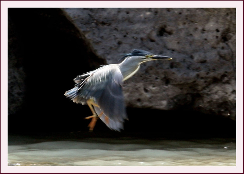 검은댕기 해오라기의 비행 | 검은댕기해오라기 Butorides striatus (Striated Heron); DISPLAY FULL IMAGE.