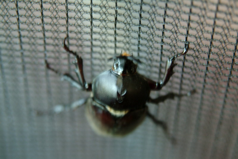 장수풍뎅이 수컷 Allomyrina dichotoma (Korean Horned Beetle); DISPLAY FULL IMAGE.