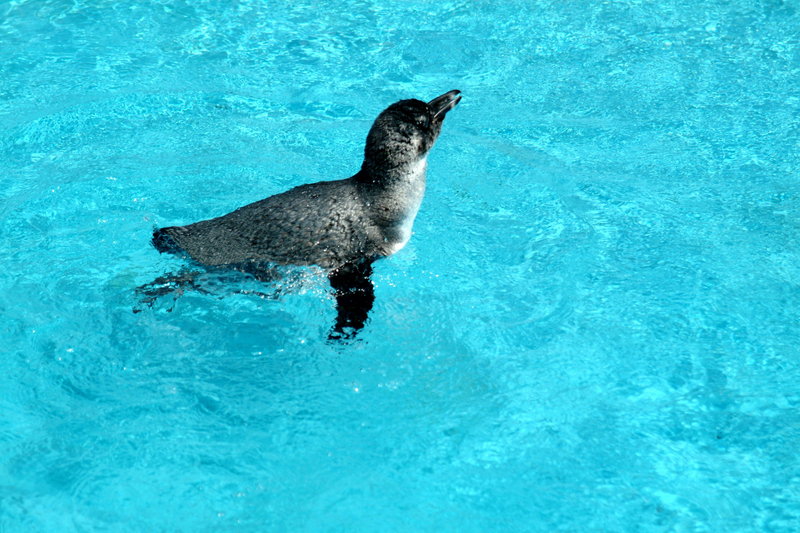 새끼 자카스펭귄 Spheniscus demersus (Jackass Penguin); DISPLAY FULL IMAGE.