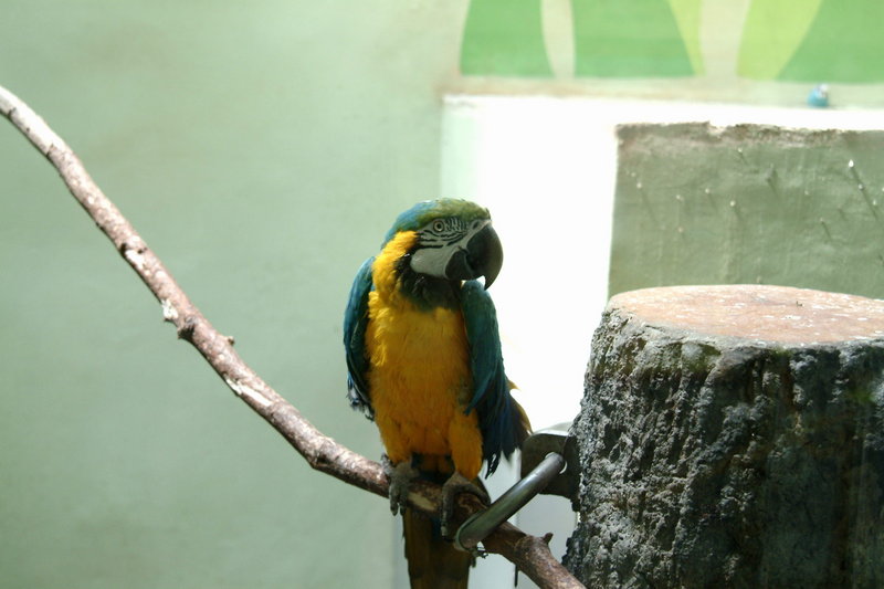 청황금강앵무 Ara ararauna (Blue-and-yellow Macaw); DISPLAY FULL IMAGE.