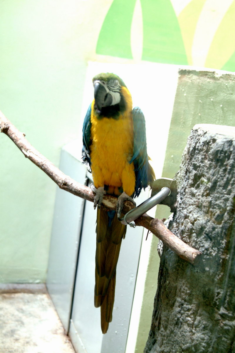 청황금강앵무 Ara ararauna (Blue-and-yellow Macaw); DISPLAY FULL IMAGE.