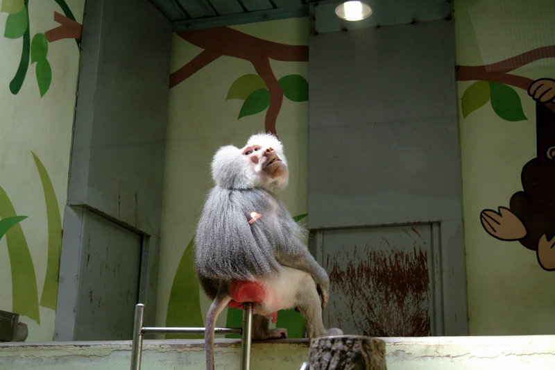 망토개코원숭이 Papio hamadryas (Male Hamadryas Baboon); DISPLAY FULL IMAGE.