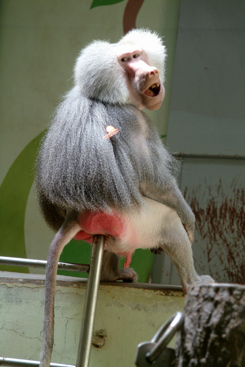 망토개코원숭이 Papio hamadryas (Male Hamadryas Baboon); DISPLAY FULL IMAGE.