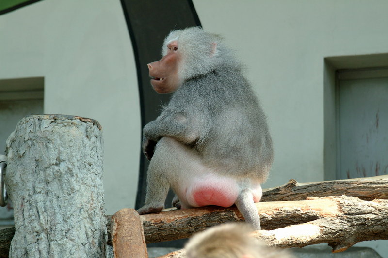 망토개코원숭이 Papio hamadryas (Male Hamadryas Baboon); DISPLAY FULL IMAGE.