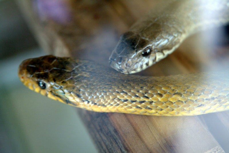 구렁이 Elaphe schrenckii (Korean Ratsnake); DISPLAY FULL IMAGE.