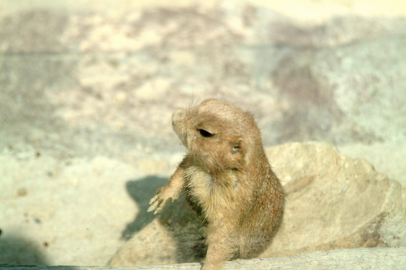 개쥐 (Prairie Dog); DISPLAY FULL IMAGE.