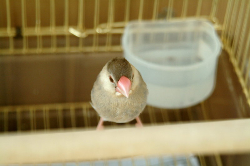 문조 Padda oryzivora (Java Sparrow); DISPLAY FULL IMAGE.