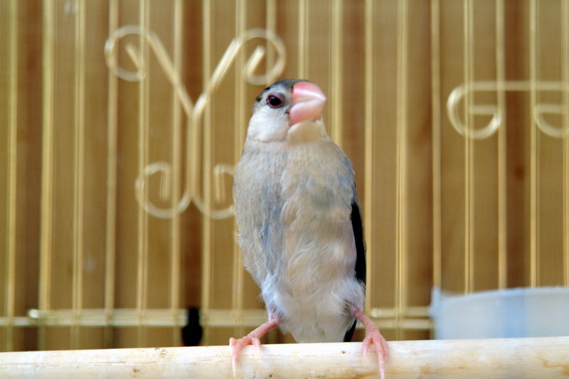 문조 Padda oryzivora (Java Sparrow); DISPLAY FULL IMAGE.