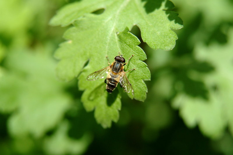 등에 (hoverfly); DISPLAY FULL IMAGE.