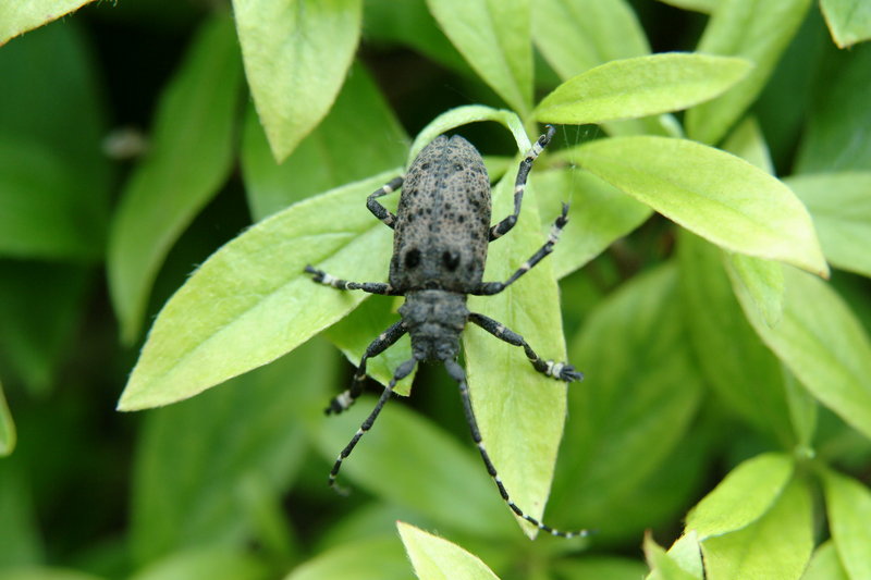 털두꺼비하늘소 Moechotypa diphysis (Hairy Long-horned Toad Beetle); DISPLAY FULL IMAGE.