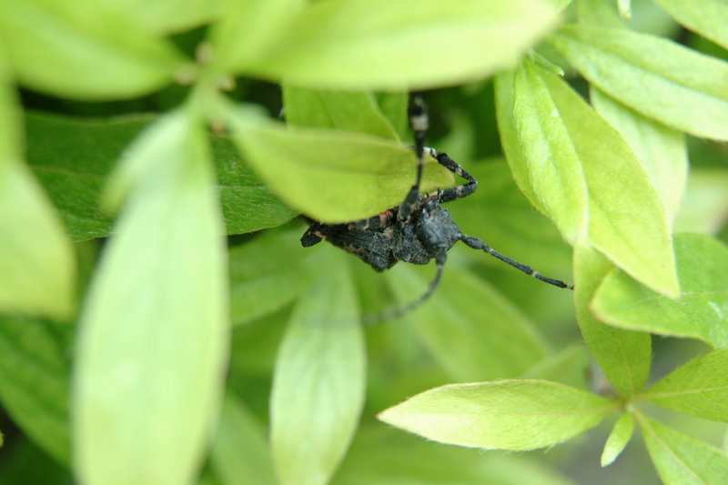 털두꺼비하늘소 Moechotypa diphysis (Hairy Long-horned Toad Beetle); DISPLAY FULL IMAGE.