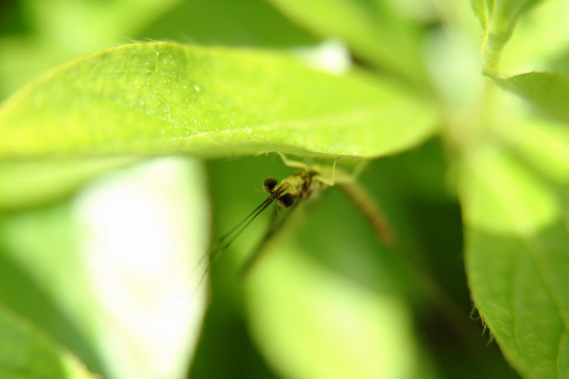 하루살이 (Mayfly); DISPLAY FULL IMAGE.