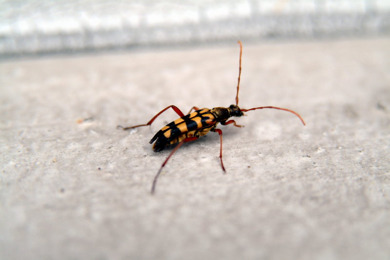 긴알락꽃하늘소 Leptura arcuata (Yellow-banded Longicorn Beetle); DISPLAY FULL IMAGE.