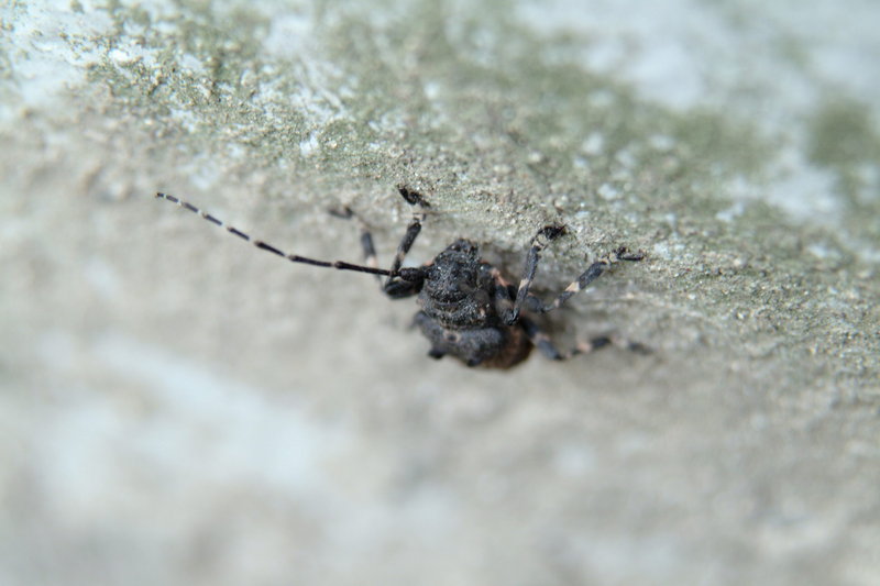 털두꺼비하늘소 Moechotypa diphysis (Hairy Long-horned Toad Beetle); DISPLAY FULL IMAGE.