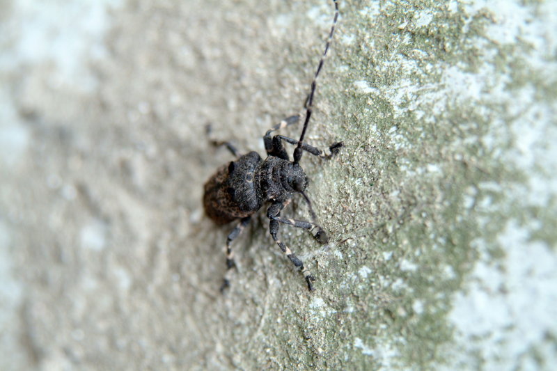 털두꺼비하늘소 Moechotypa diphysis (Hairy Long-horned Toad Beetle); DISPLAY FULL IMAGE.