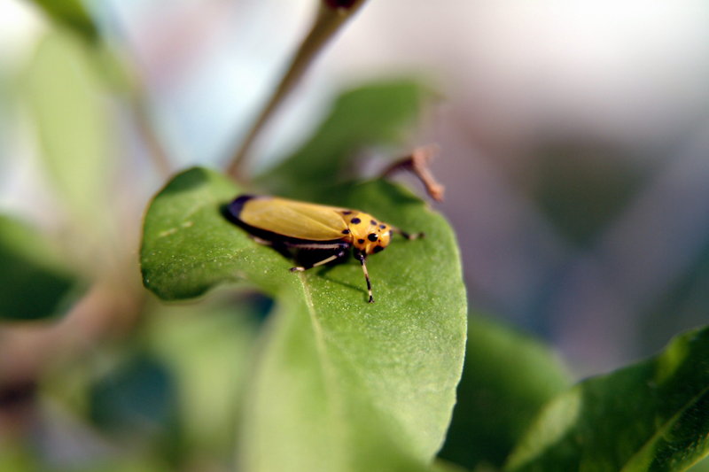 끝검은말매미충 Bothrogonia japonica (Black-tipped leafhopper); DISPLAY FULL IMAGE.