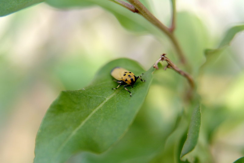 끝검은말매미충 Bothrogonia japonica (Black-tipped leafhopper); DISPLAY FULL IMAGE.