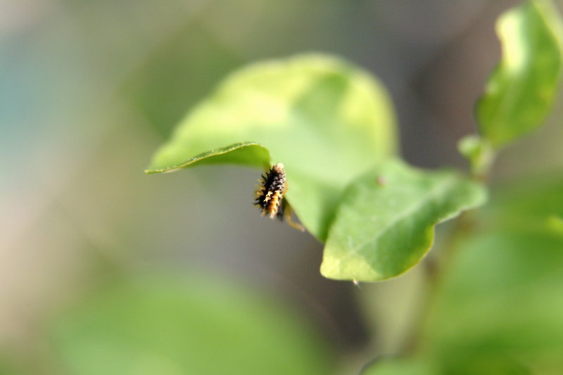 무당벌레 애벌레 (Ladybug caterpillar); DISPLAY FULL IMAGE.