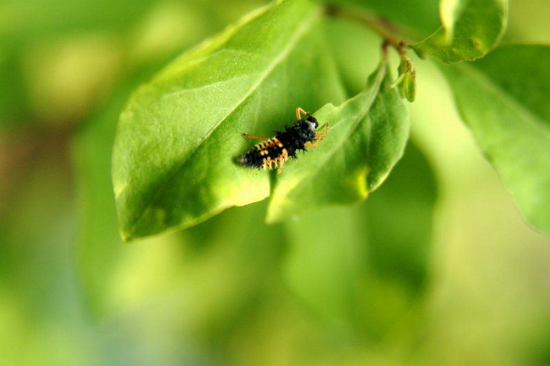 무당벌레 애벌레 (Ladybug caterpillar); DISPLAY FULL IMAGE.