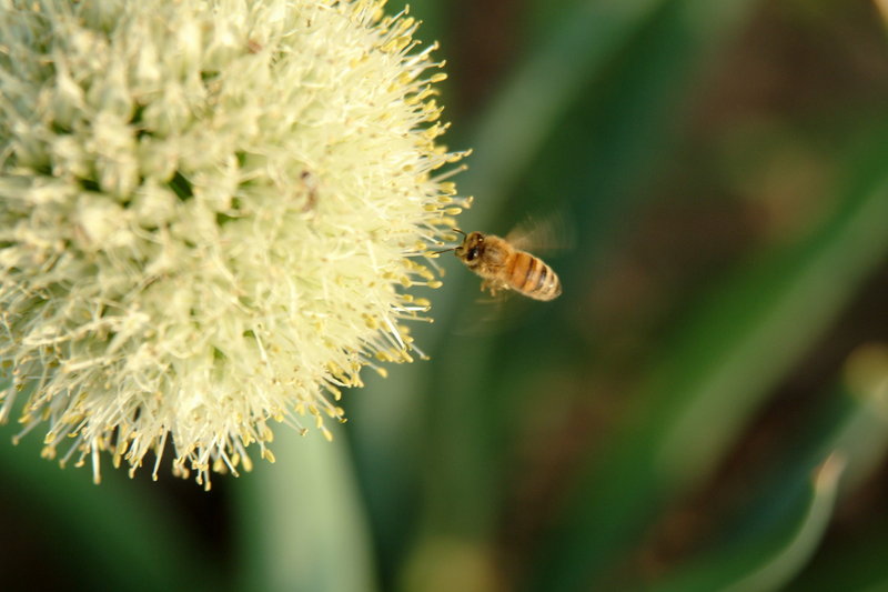 파꽃과 꿀벌 (Honeybee & stone-leek flower); DISPLAY FULL IMAGE.