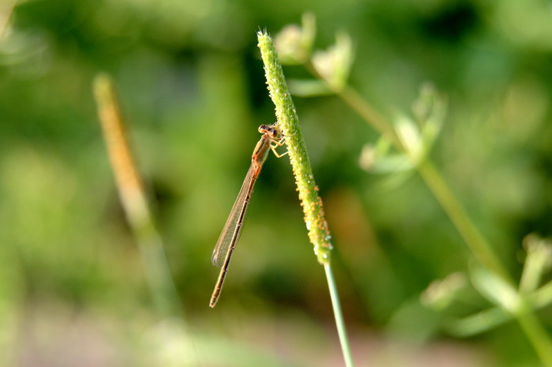 실잠자리 (Damselfly); DISPLAY FULL IMAGE.