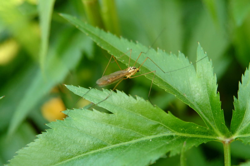 각다귀 (Cranefly); DISPLAY FULL IMAGE.