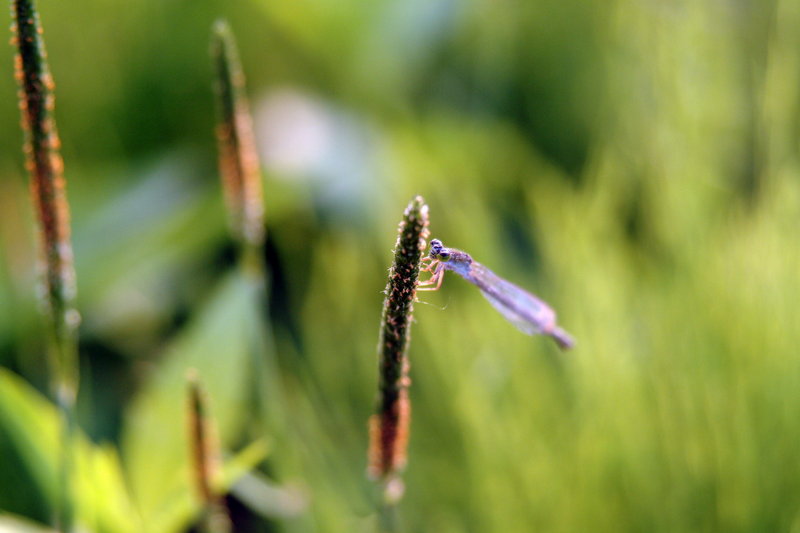 실잠자리 (Damselfly); DISPLAY FULL IMAGE.