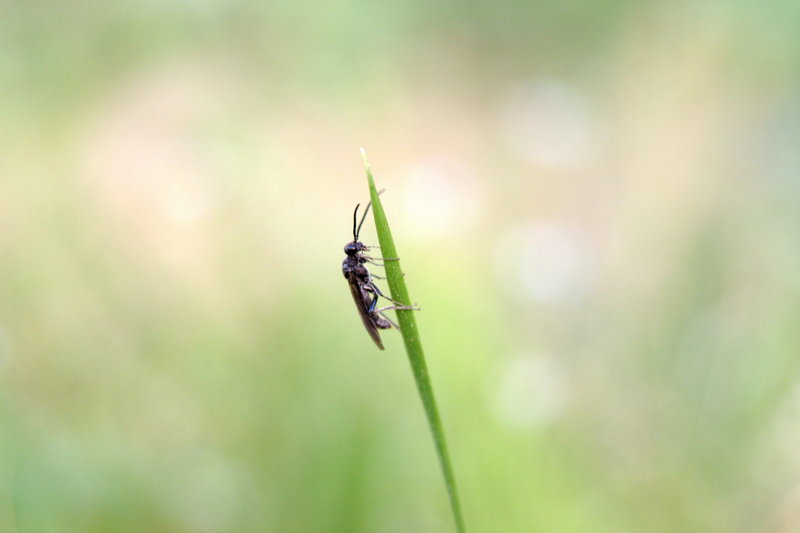 이름모를 곤충 --> 동애등에 Ptecticus tenebrifer (Soldier Fly)???; DISPLAY FULL IMAGE.