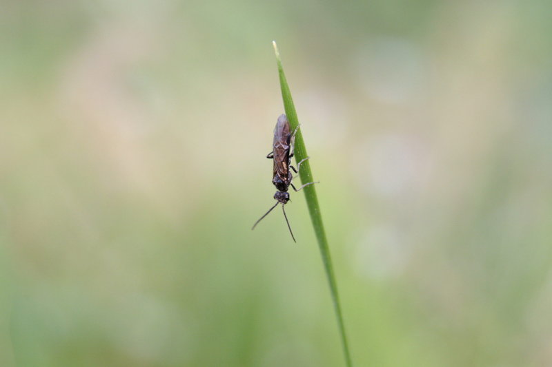 이름모를 곤충 --> 동애등에 Ptecticus tenebrifer (Soldier Fly)???; DISPLAY FULL IMAGE.