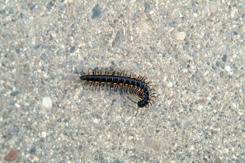 노래기 (Millipede) --> 황주노래기 Orthomorphella pekuensis; DISPLAY FULL IMAGE.