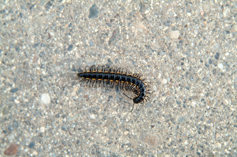 노래기 (Millipede) --> 황주노래기 Orthomorphella pekuensis; DISPLAY FULL IMAGE.