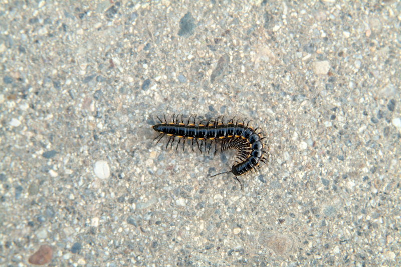 노래기 (Millipede) --> 황주노래기 Orthomorphella pekuensis; DISPLAY FULL IMAGE.