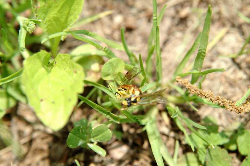 짝짓기중인 작은 말벌 종류 (Small Wasp-like insect); DISPLAY FULL IMAGE.