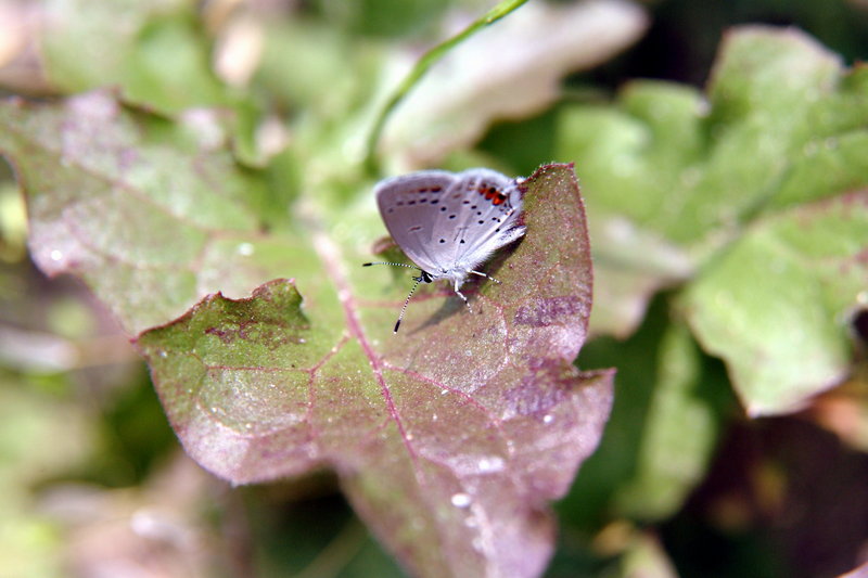암먹부전나비 Everes argiades (Short-tailed Blue Butterfly); DISPLAY FULL IMAGE.