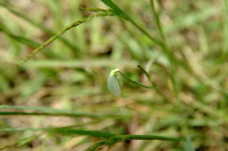 어린 풀잠자리 종류 (Green Lacewing); DISPLAY FULL IMAGE.