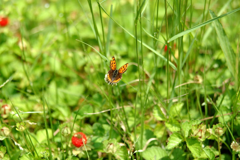 작은주홍부전나비 Lycaena phlaeas (Small Copper Butterfly); DISPLAY FULL IMAGE.