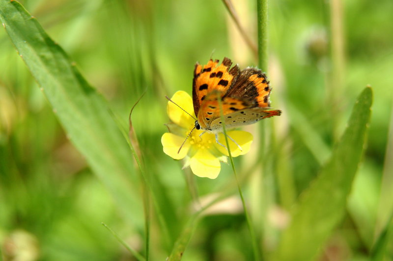 작은주홍부전나비 Lycaena phlaeas (Small Copper Butterfly); DISPLAY FULL IMAGE.