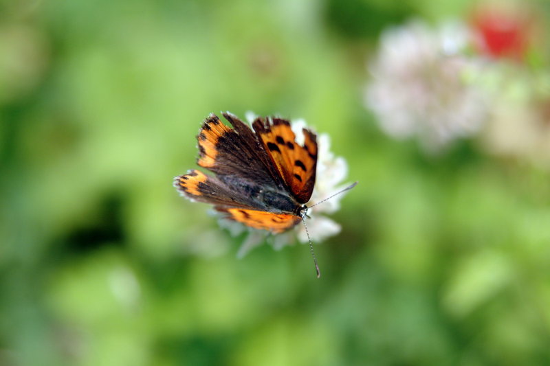 작은주홍부전나비 Lycaena phlaeas (Small Copper Butterfly); DISPLAY FULL IMAGE.