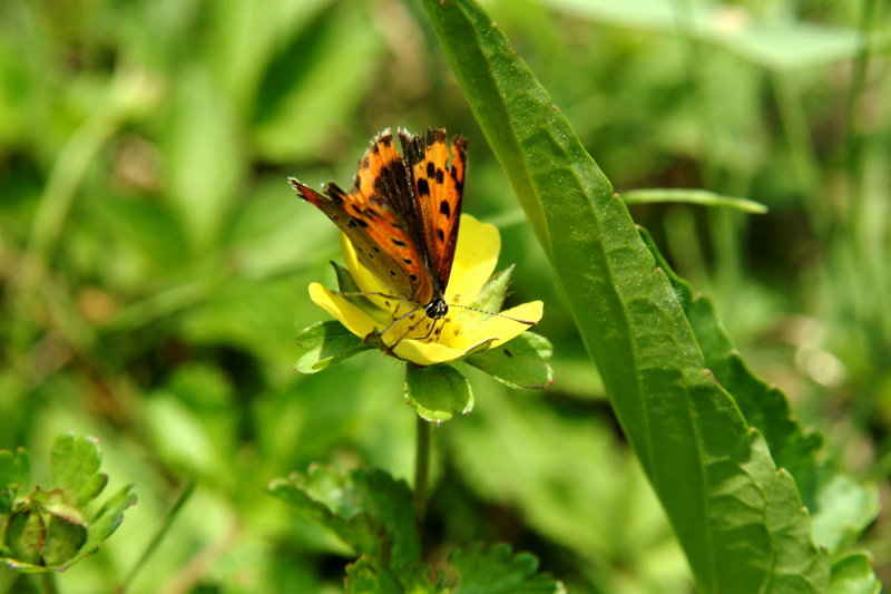 작은주홍부전나비 Lycaena phlaeas (Small Copper Butterfly); DISPLAY FULL IMAGE.