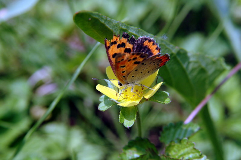 작은주홍부전나비 Lycaena phlaeas (Small Copper Butterfly); DISPLAY FULL IMAGE.