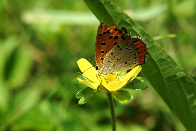 작은주홍부전나비 Lycaena phlaeas (Small Copper Butterfly); DISPLAY FULL IMAGE.