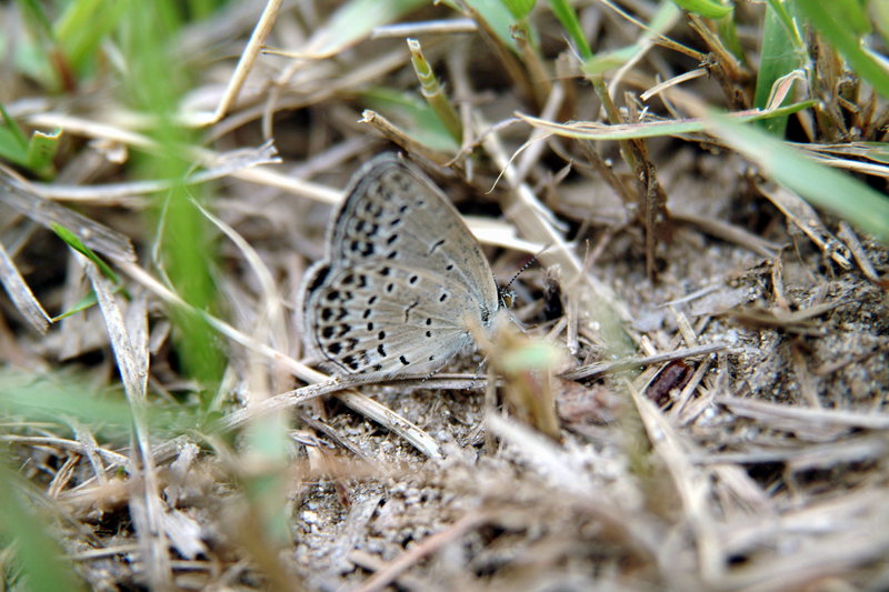 남방부전나비 Pseudozizeeria maha (Pale Grass Blue Butterfly); DISPLAY FULL IMAGE.