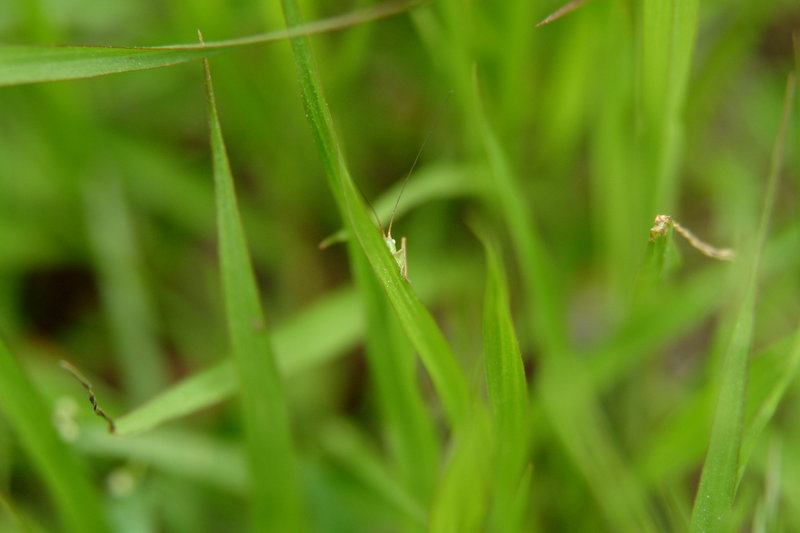 어린 베짱이 종류 (Young Katydid); DISPLAY FULL IMAGE.