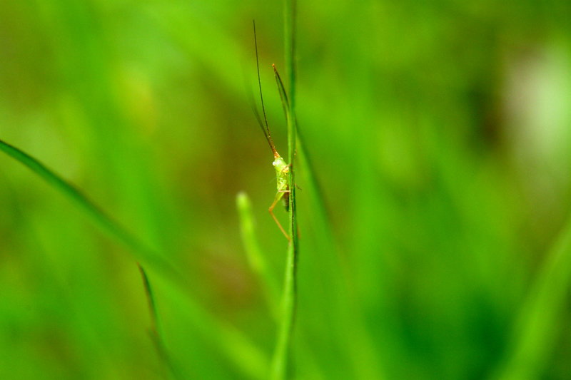 어린 베짱이 종류 (Young Katydid); DISPLAY FULL IMAGE.