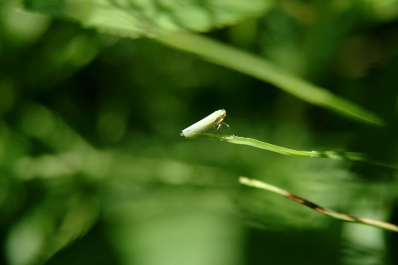 매미충 종류 (Treehopper), 아마도 넉점박이매미충 Macrosteles quadrimaculatus?; DISPLAY FULL IMAGE.