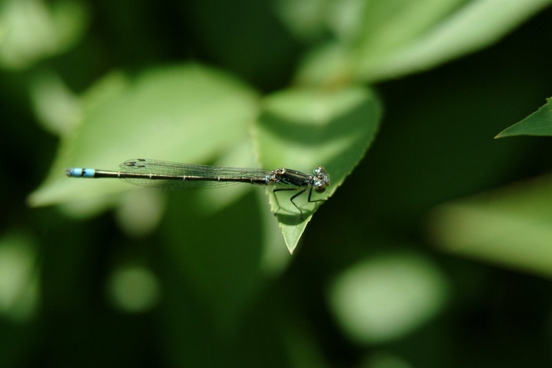 실잠자리 (Damselfly) --> 아시아실잠자리 수컷 Ischnura asiatica (Asiatic Bluetail Damselfly); DISPLAY FULL IMAGE.