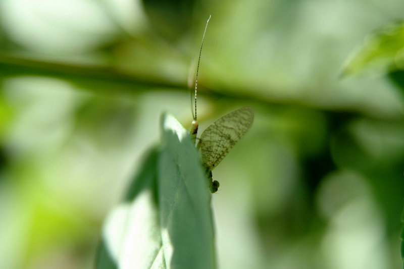 하루살이 (Mayfly); DISPLAY FULL IMAGE.