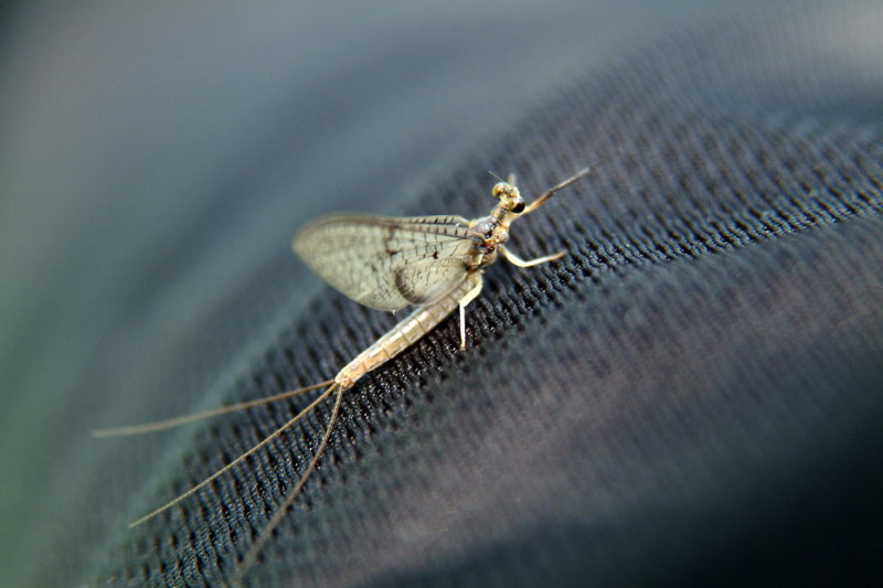 체육복에 붙은 하루살이 (Mayfly); DISPLAY FULL IMAGE.