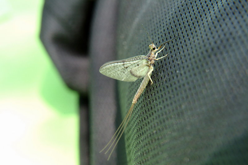 체육복에 붙은 하루살이 (Mayfly); DISPLAY FULL IMAGE.