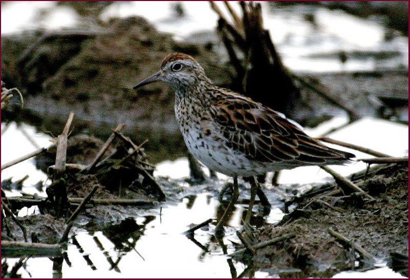 들판에서 열심히 먹이활동하는 이녀석은...? | 메추라기도요 Calidris acuminata (Sharp-tailed Sandpiper); DISPLAY FULL IMAGE.